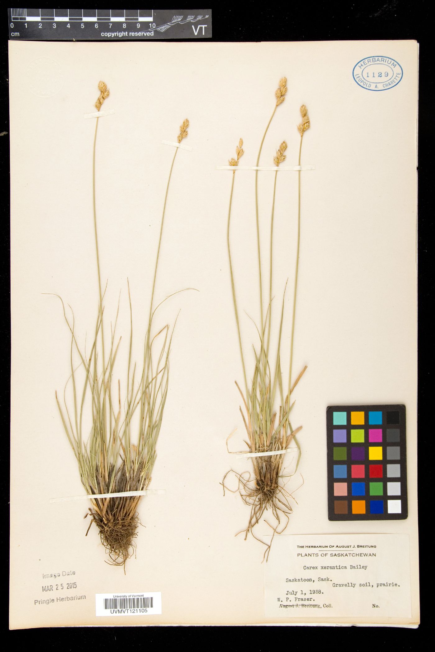 Carex xerantica image