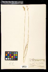 Carex xerantica image