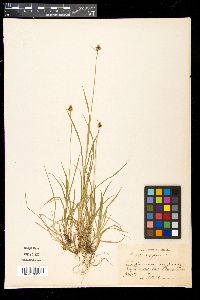 Carex norvegica image