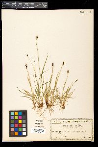 Carex norvegica image