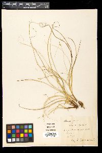 Carex acuta image