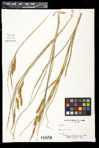 Carex rostrata image