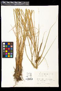 Carex acuta image