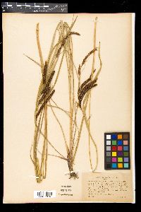 Carex acuta image