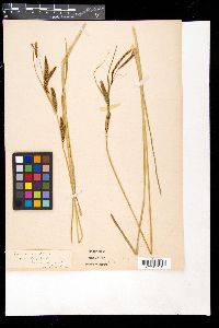 Carex acuta image