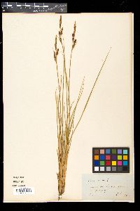 Carex acuta image