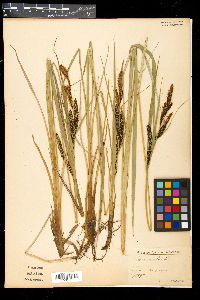 Carex acuta image