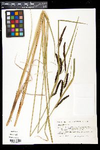 Carex acuta image