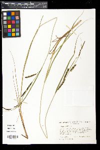 Carex acuta image