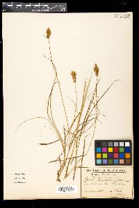 Carex arenaria image
