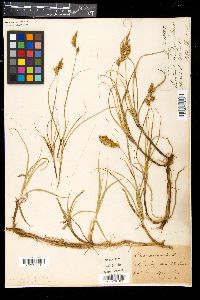 Carex arenaria image