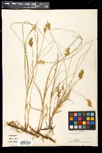 Carex arenaria image