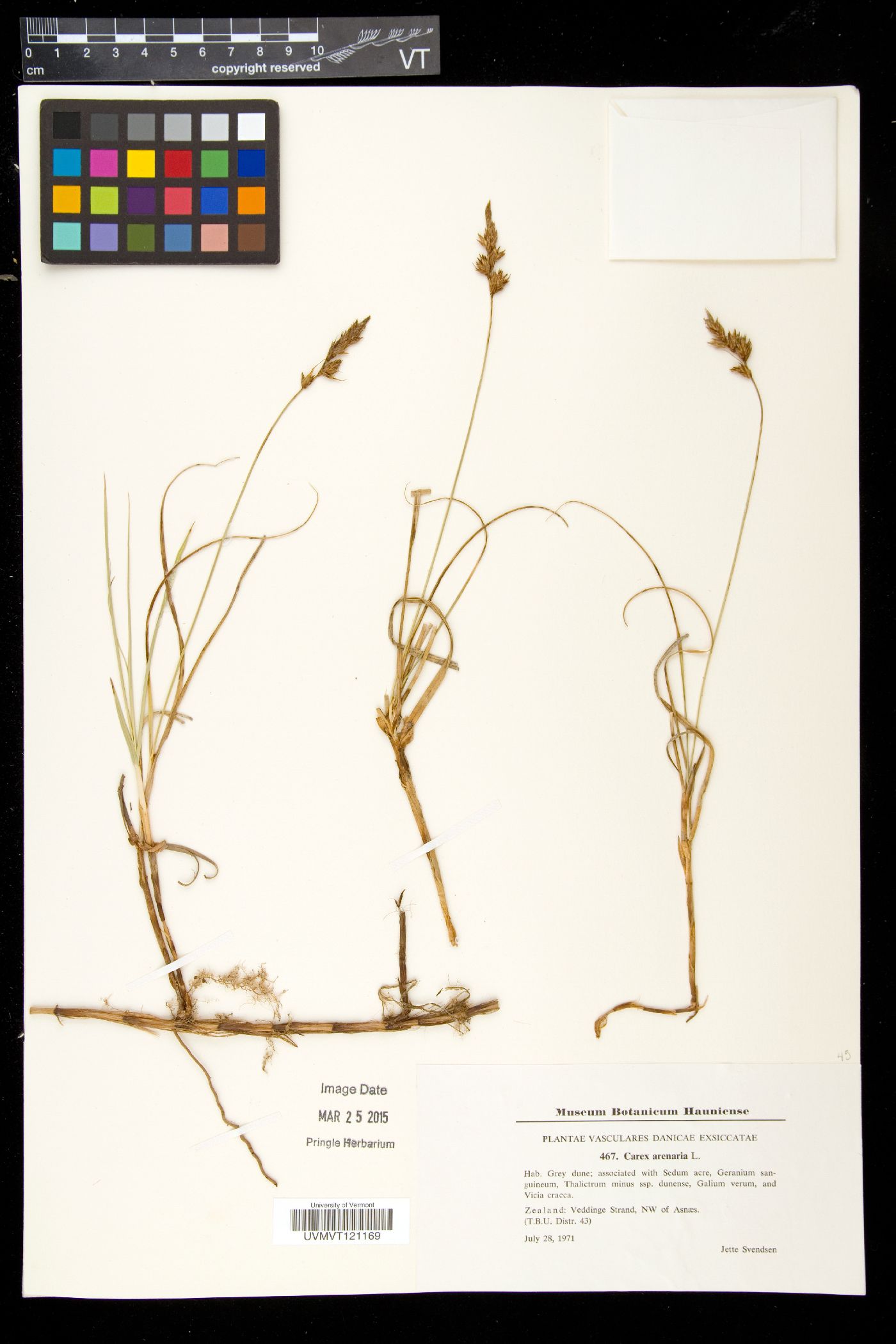 Carex arenaria image