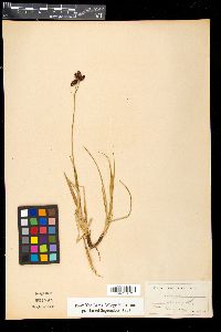 Carex atrata image