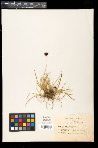Carex helleri image