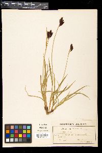 Carex atrata image