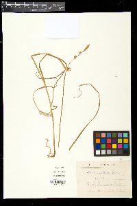 Carex remota image