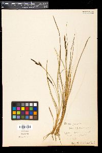 Carex cespitosa image