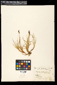 Carex cespitosa image