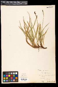 Carex cespitosa image