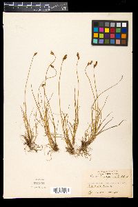Carex lachenalii image
