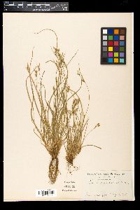 Carex breviculmis image