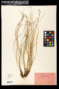 Carex brunnea image