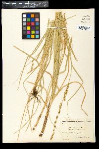 Carex canariensis image