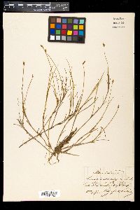 Carex chordorrhiza image