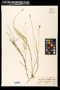 Carex chordorrhiza image