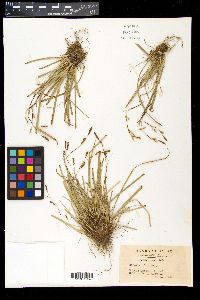 Carex conica image