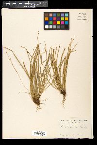 Carex conica image