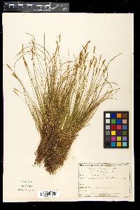 Carex davalliana image