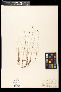 Carex dioica image