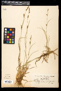 Carex distans image