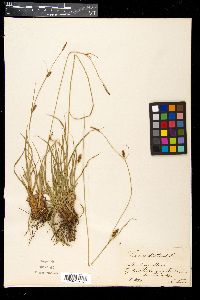 Carex distans image