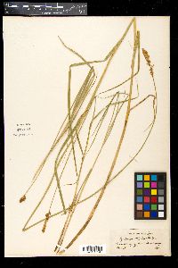 Carex disticha image