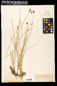 Carex divisa image