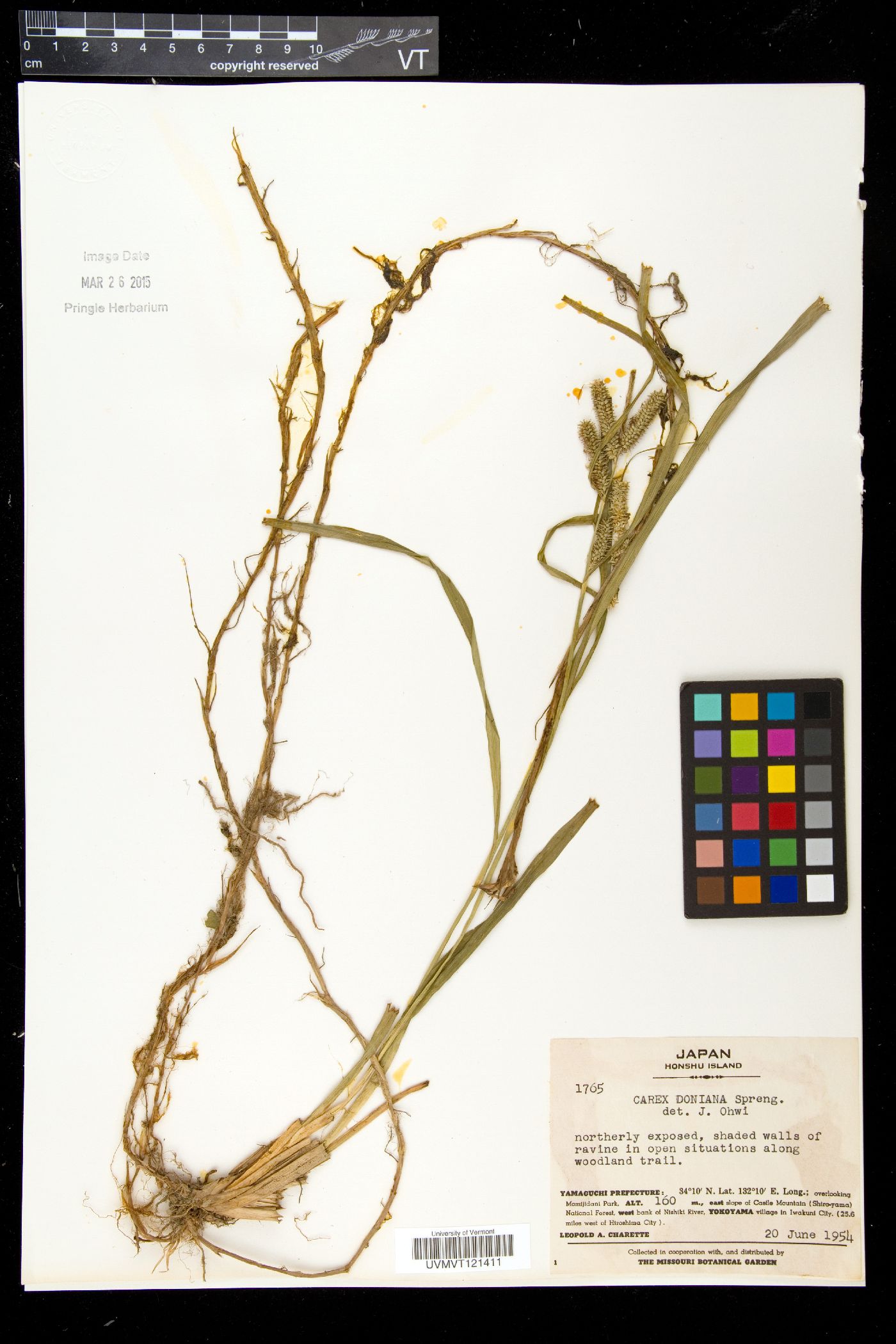 Carex doniana image
