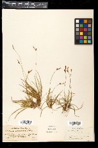 Carex ericetorum image
