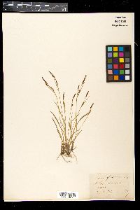 Carex ferruginea image