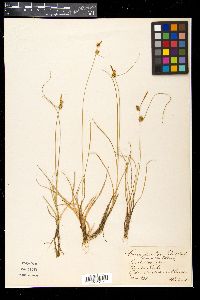 Carex oederi image