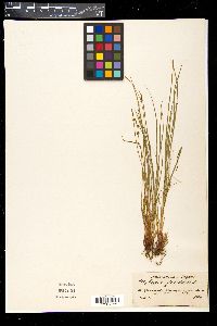 Carex globularis image