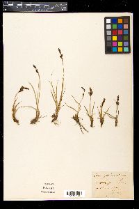 Carex goodenowii image
