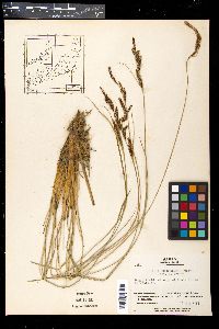 Carex heterolepis image