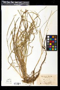 Carex japonica image