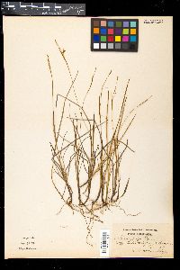 Carex laxa image