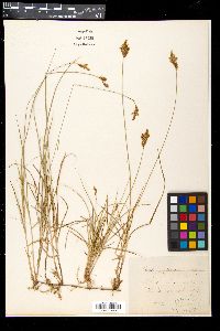 Carex colchica image