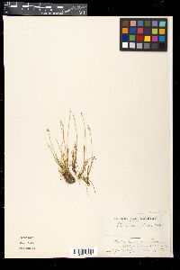 Carex microglochin image