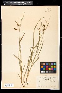 Carex picta image